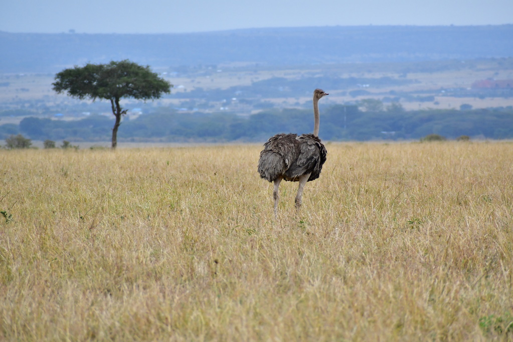 Masai Mara Nat. Reserve